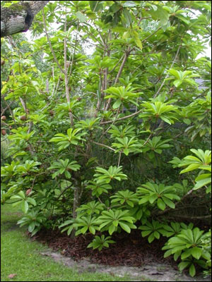 Mamey sapota tree