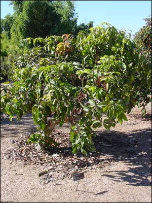 Mango tree