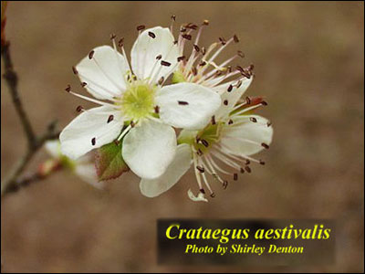 Mayhaw flower