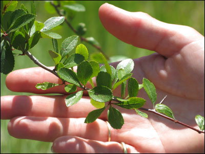 Mayhaw foliage