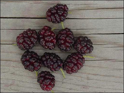 Mulberry fruit