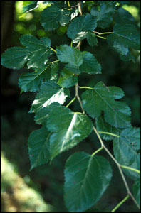 Foliage of mulberry tree