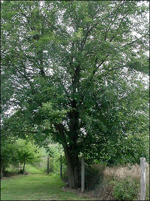 Mulberry tree