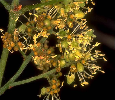 Flower of muscadine grape