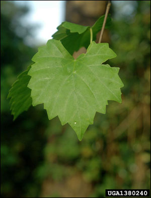 Muscadine grape foliage