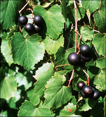 Muscadine grapes