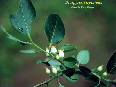 Flower of native persimmon