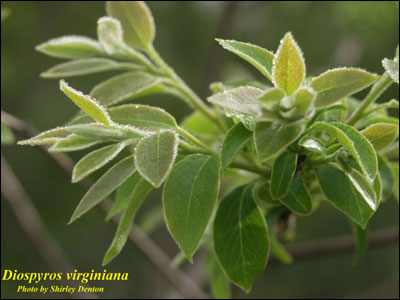 Foliage of native persimmon