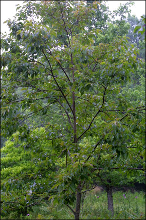 Native persimmon tree