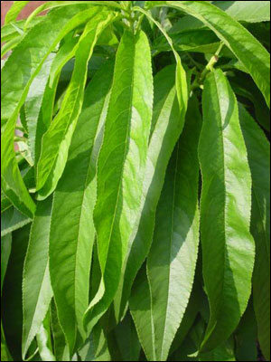 Foliage of nectarine tree