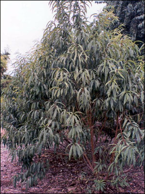 Nectarine tree