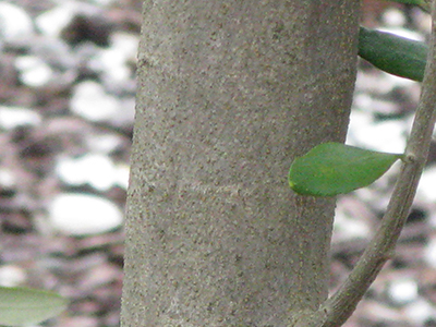 Olive tree bark