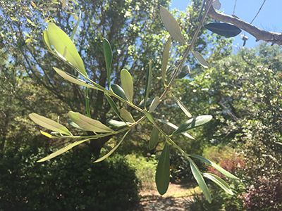 Detail of olive branch