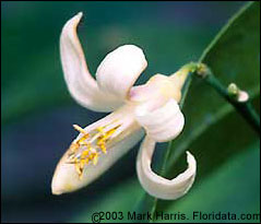 Orange blossom