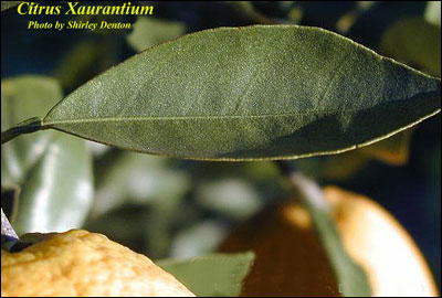 Leaf of orange tree