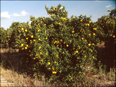 Orange tree