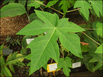 Papaya leaf