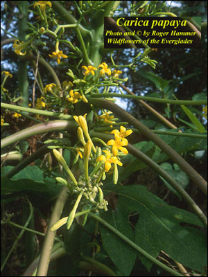 Male flower of papaya