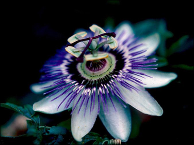 Passion fruit flower