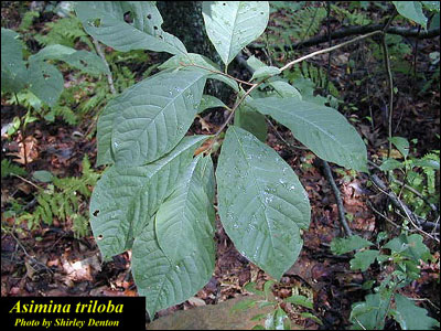 Pawpaw foliage