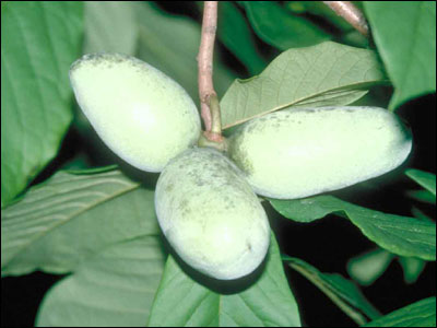 Pawpaw fruit green on tree