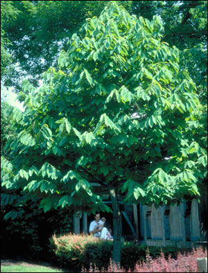 Pawpaw tree