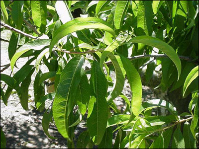 Peach foliage