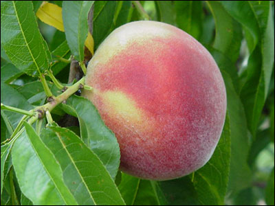 Peach fruit