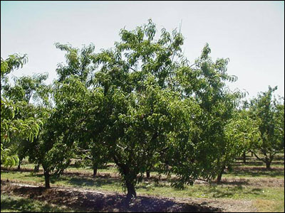 Peach tree