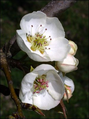 Pear flower