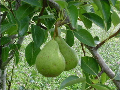 Green pear