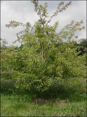 Pear tree