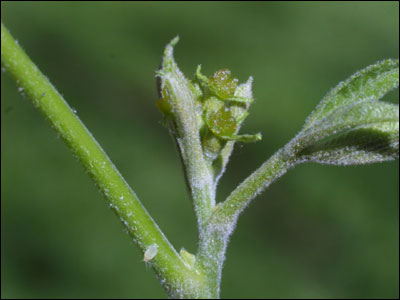 Female flower of pecan tree