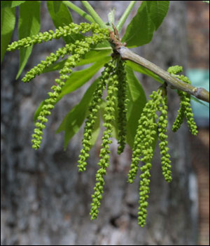 Male flower of pecan tree