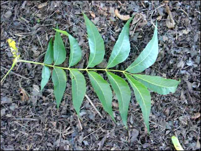 Foliage of pecan tree