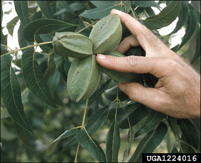 Pecans still in green husks