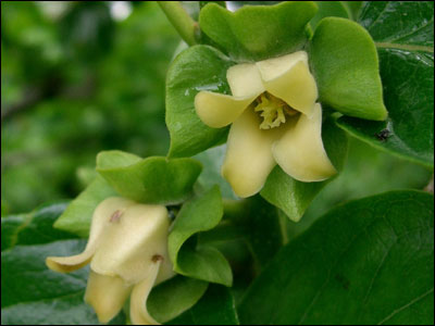 Japanese persimmon flowers