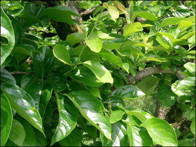 Foliage of Japanese persimmon tree