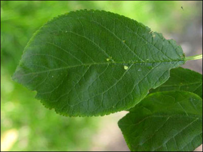 Plum foliage