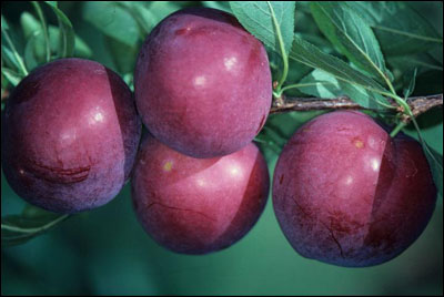 Plums on tree