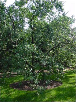 Plum tree