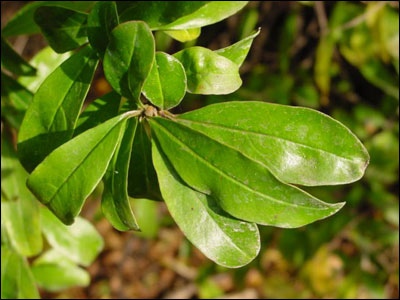 Foliage of pomegranate