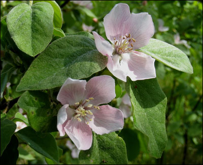 Quince flowers