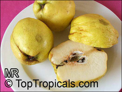 Quince fruit on plate,with one cut open