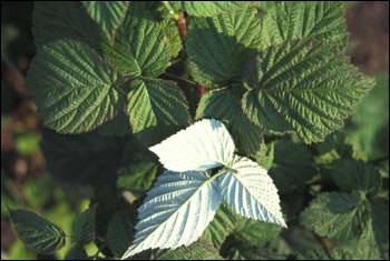 Raspberry foliage showing silvery underside