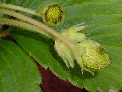 Immature strawberry