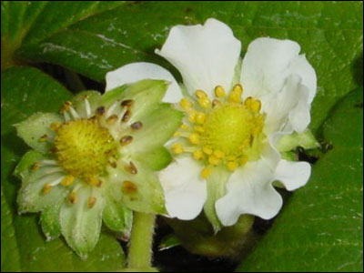 Strawberry flower