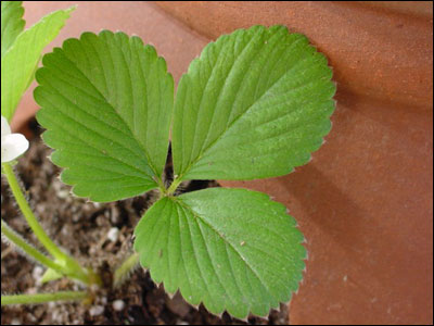 Strawberry leaf