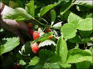 Strawberry plant