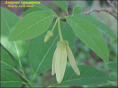 Foliage and beginnings of fruit